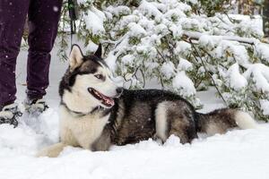 Black and white Siberian Husky dog laying in the snow next to a tree. photo
