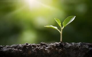 Fresh green leaves grow on tree symbolizing new life in nature photo