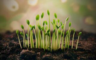 Fresh green leaves grow on tree symbolizing new life in nature photo
