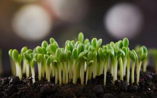 Fresh green leaves grow on tree symbolizing new life in nature photo
