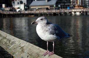 Seagull sitting on a wooden rail in Vancouver, British Columbia, Canada photo