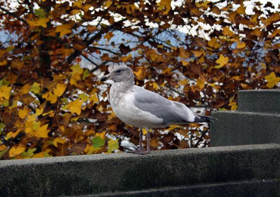 Seagull with the autumn tree in the background