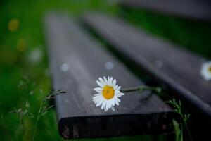 Daisy flower with bench in the park photo