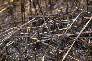 Illustration of burnt field, ash from grass burn photo