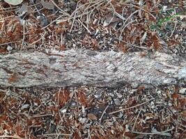 root of a a tree photo