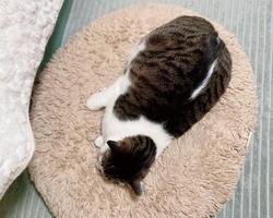 Cat sleeping on a cushion photo