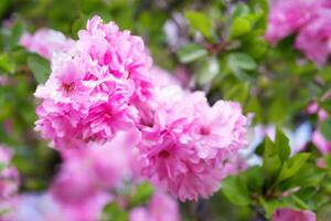 Beautiful Fresh Flower Background A Stunning Array of Blooms, Creating a Vibrant and Serene Atmosphere Perfect for Adding Elegance to Any Occasion or Decor photo