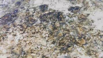 pierres roches coraux turquoise vert bleu eau sur la plage mexique. video