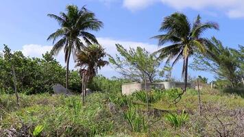 Palm Beach und Ruinen in Playa del Carmen, Mexiko. video