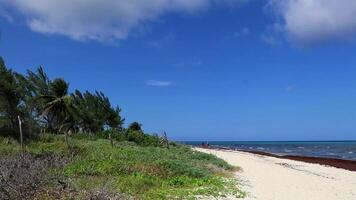 Palm Beach und Ruinen in Playa del Carmen, Mexiko. video