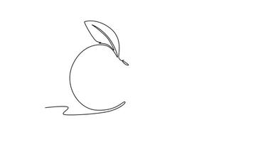 Self drawing animation of single line draw whole and sliced healthy organic apricot for orchard logo identity. Fresh fruitage concept for fruit garden icon. Continuous line draw. Full length animated video