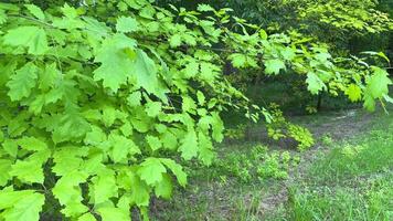green leaves of an oak tree against the sky video