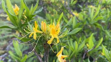 yellow flowers of the rhododendron macro shrub video
