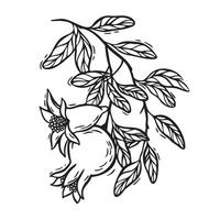 A pomegranate grows on a branch with a flower. botanical black and white illustration, hand drawn in linocut style on isolated background. Drawing for design of food and cosmetics packaging vector