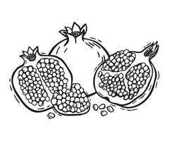drawing of a whole pomegranate and its halves with pulp. Botanical black and white illustration, hand drawn in linocut style. Drawing for design of food and cosmetics packaging, menus, recipes vector