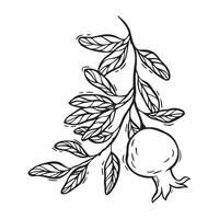 Branch with leaves and growing pomegranate. botanical black and white illustration, hand drawn in linocut style on isolated background. Drawing for design of food and cosmetics packaging, cards vector