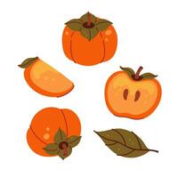 Set of persimmons and parts isolate on a white background. graphics. vector