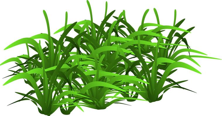 grass isolated on white