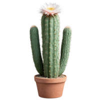 Fairy Castle Cactus tall columnar cactus with multiple branches and white spines in a terracotta png