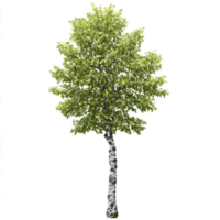 Alder Tree medium sized tree with dark fissured bark and glossy rounded leaves Alnus glutinosa png