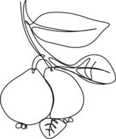 one line art. one continuous line. a tree branch with fruits hanging on vector