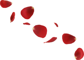 red rose petals png