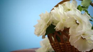 beautiful white roses in a basket on a blue background video