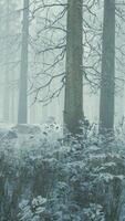 Tall trees in snow caps and in fog video