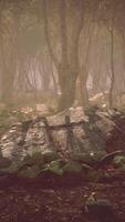 Roots of a tree in a misty forest video
