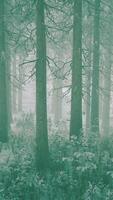 Tall trees in snow caps and in fog video