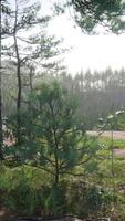 pine forest in the mountains on the Greek Island video