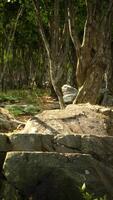Roots of a tree in a misty forest video