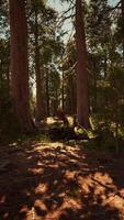 Giant Sequoia Trees at summertime in Sequoia National Park video