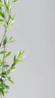 A branch adorned with lush green leaves against a serene white backdrop photo