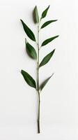 A lone green leaf gracefully rests on a pristine white surface photo