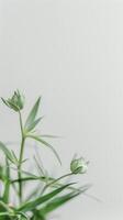 Green leaves in a white vase, projecting tranquility and harmony photo