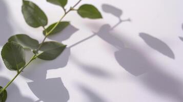 The shadow of a plant elegantly dances on a pristine white wall photo