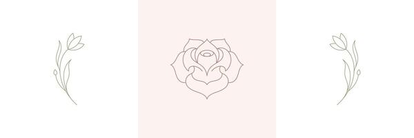 Rose tender natural blossom and twigs with blooming flower in boho linear style illustrations set. vector
