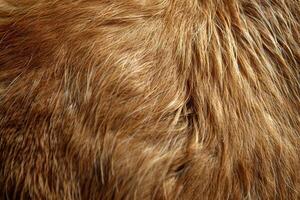 fur texture Closeup Macro Brown Goat Hair texture background photo