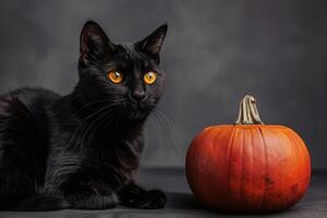 Dark Halloween background with black cat next to pumpkin for a spooky feel photo