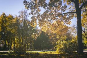 Leaf fall in the city park in autumn with maples. Landscape with maples and other trees. Vintage film aesthetic. photo