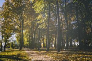 Leaf fall in the city park in autumn with maples. Landscape with maples and other trees. Vintage film aesthetic. photo