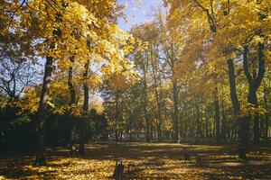 Leaf fall in the city park in autumn with maples. Landscape with maples and other trees. Vintage film aesthetic. photo