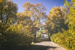 Leaf fall in the city park in autumn with maples. Landscape with maples and other trees. Vintage film aesthetic. photo