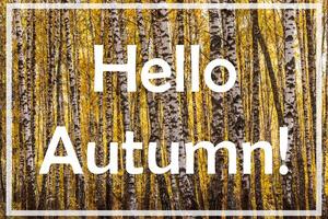 The words Hello Autumn on the background of birch forest with golden leaved. Greeting card. The concept of the beginning of autumn. photo