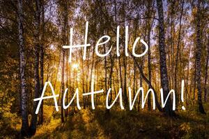 The words Hello Autumn on the background of birch forest with golden leaved. Greeting card. The concept of the beginning of autumn. photo