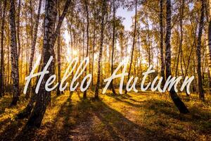 The words Hello Autumn on the background of birch forest with golden leaved. Greeting card. The concept of the beginning of autumn. photo