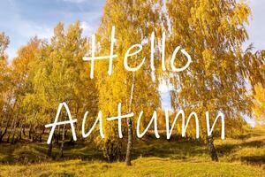 The words Hello Autumn on the background of birch forest with golden leaved. Greeting card. The concept of the beginning of autumn. photo