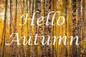 The words Hello Autumn on the background of birch forest with golden leaved. Greeting card. The concept of the beginning of autumn. photo
