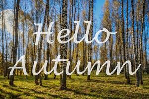 The words Hello Autumn on the background of birch forest with golden leaved. Greeting card. The concept of the beginning of autumn. photo